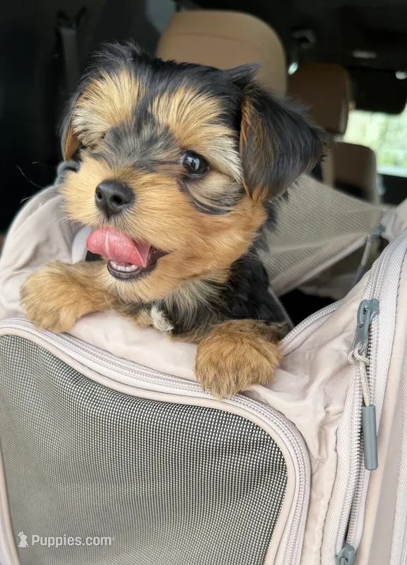 Female purple collar  – Yorkshire Terrier puppy for sale in New Braunfels, TX
