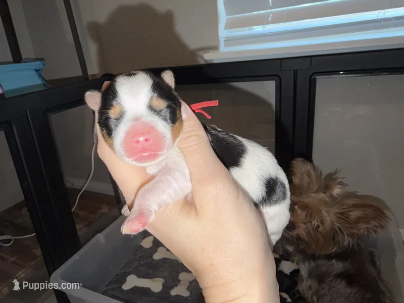 CKC REG RED COLLAL PARTI  – Yorkshire Terrier puppy for sale in New Braunfels, TX