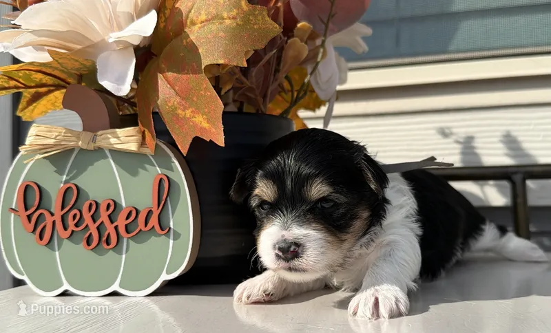 Grey collar  – Yorkshire Terrier puppy for sale in New Braunfels, TX