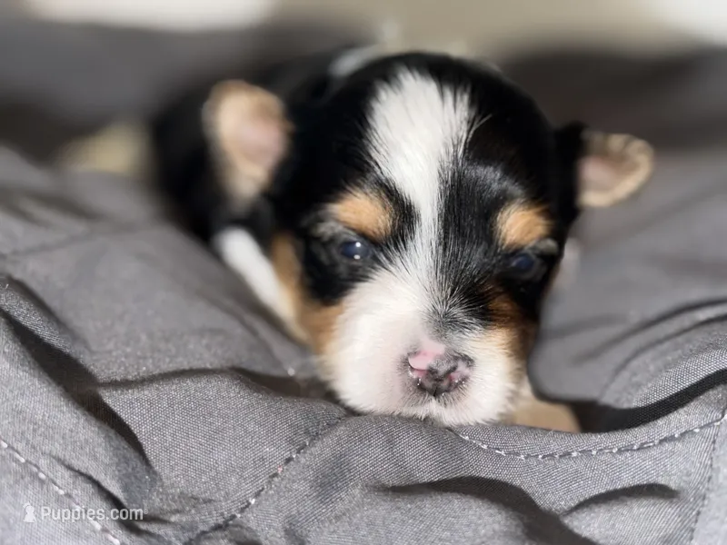 Ckc TINY male (green collar) – Yorkshire Terrier puppy for sale in New Braunfels, TX