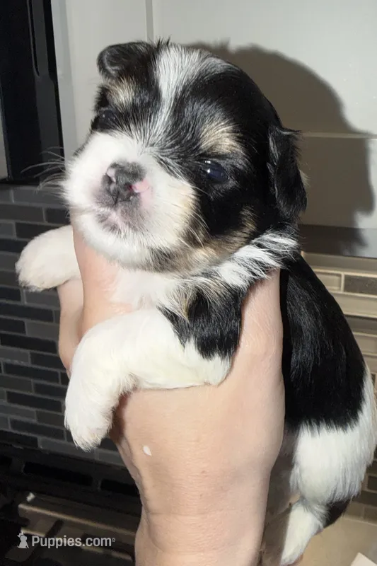 Ckc male (Burgandy collar) – Yorkshire Terrier puppy on hold in New Braunfels, TX
