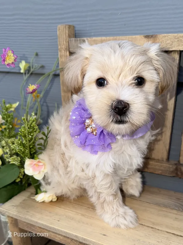 Blonde Parti  – Yorkshire Terrier puppy for sale in New Braunfels, TX