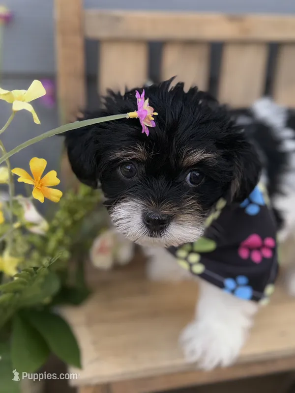 CKC REG Brown Collar Male  – Yorkshire Terrier puppy for sale in New Braunfels, TX