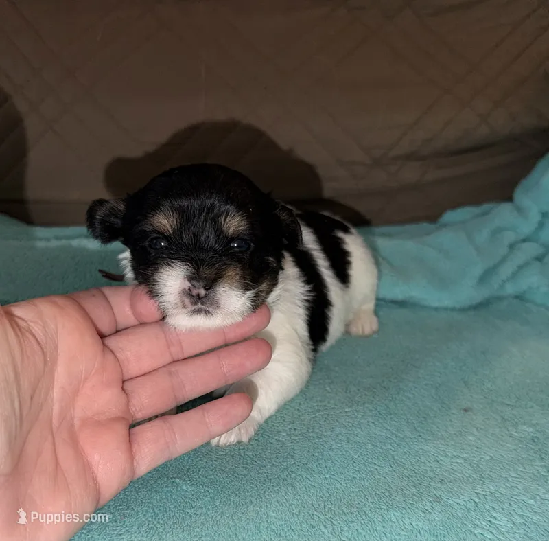 CKC REG Brown Collar Male  – Yorkshire Terrier puppy for sale in New Braunfels, TX