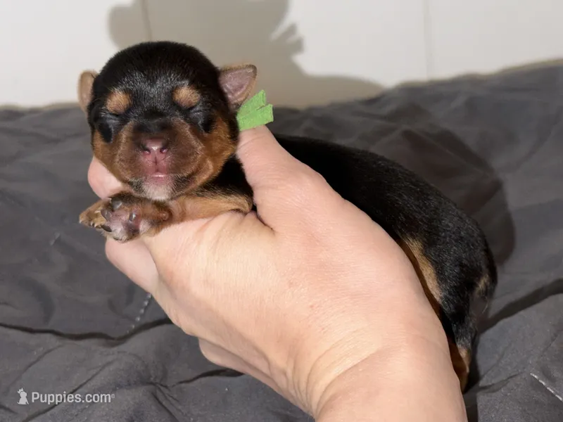 Charting 5-6 p green collar  – Yorkshire Terrier puppy for sale in New Braunfels, TX