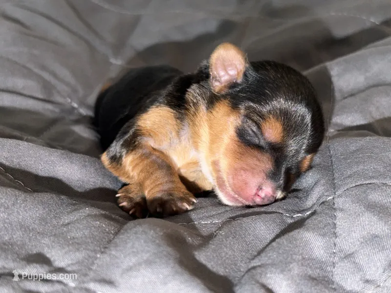 Charting 3.5-5 p red collar male   – Yorkshire Terrier puppy for sale in New Braunfels, TX