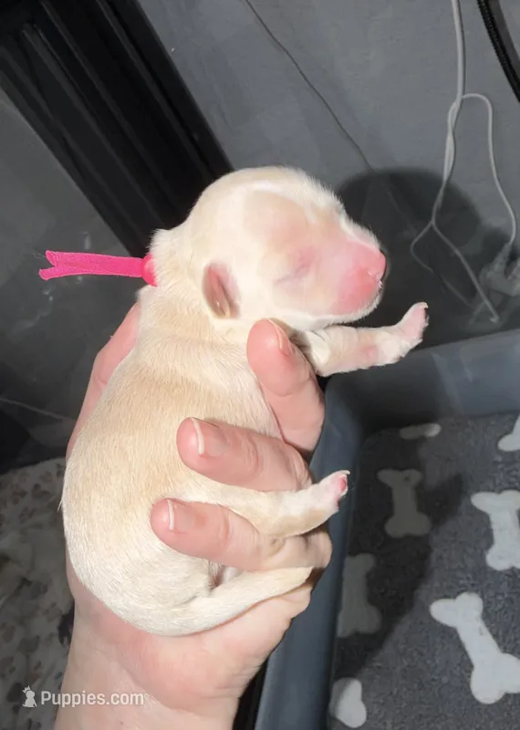 CKC pink collar  – Yorkshire Terrier puppy for sale in New Braunfels, TX