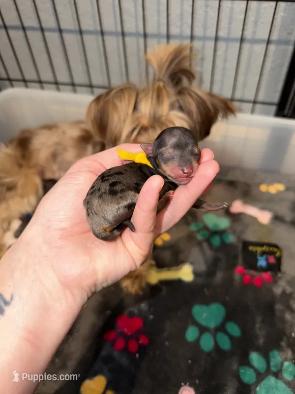 Blueberry Merle (yellow collar) – Yorkshire Terrier puppy for sale in New Braunfels, TX