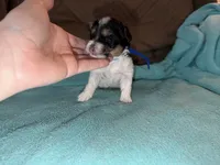 Tiny Ckc blue collar male , a male Yorkshire Terrier for sale in New Braunfels, TX – 1 of 2