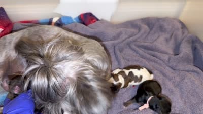 Brindle charting 6.5-7 pounds (BABY BLUE COLLAR), a female Yorkshire Terrier for sale in New Braunfels, TX – 3 of 3