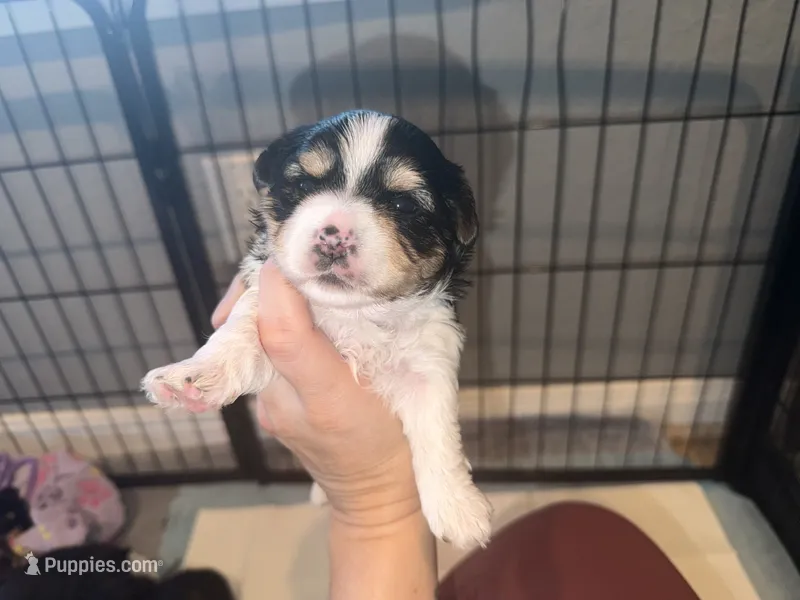 Blue collar  – Yorkshire Terrier puppy for sale in New Braunfels, TX