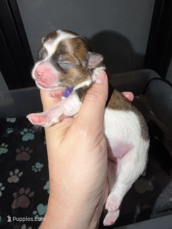 Brindle Parti charting 5.5 p (PURPLE COLLAR) – Yorkshire Terrier puppy for sale in New Braunfels, TX