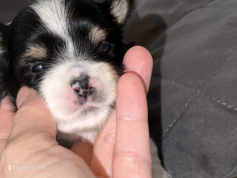 Ckc male (Burgandy collar) – Yorkshire Terrier puppy for sale in New Braunfels, TX