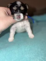 Tiny Ckc blue collar male , a male Yorkshire Terrier for sale in New Braunfels, TX – 2 of 2
