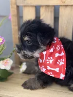Traditional , a male Yorkshire Terrier for sale in New Braunfels, TX – 3 of 3