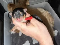 Ckc Red Collar, a female Yorkshire Terrier for sale in New Braunfels, TX – 2 of 2