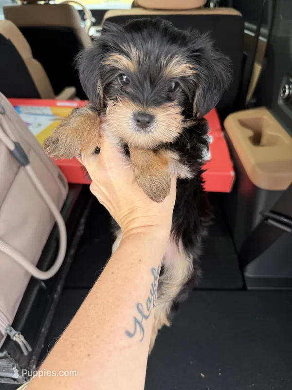 Pink collar female  – Yorkshire Terrier puppy for sale in New Braunfels, TX