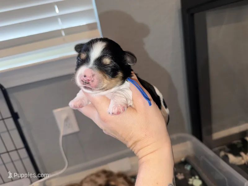 Blue collar  – Yorkshire Terrier puppy for sale in New Braunfels, TX