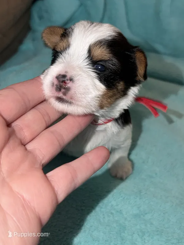 CKC REG RED COLLAL PARTI  – Yorkshire Terrier puppy on hold in New Braunfels, TX