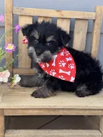 Traditional , a male Yorkshire Terrier for sale in New Braunfels, TX – 2 of 3