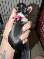 Bright pink collar , a female Yorkshire Terrier for sale in New Braunfels, TX – 2 of 2