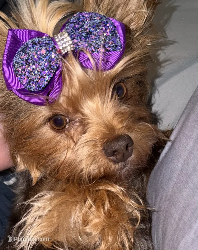 Akc chocolate Cocoa  – Yorkshire Terrier puppy for sale in New Braunfels, TX