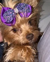Akc chocolate Cocoa , a female Yorkshire Terrier for sale in New Braunfels, TX – 2 of 3