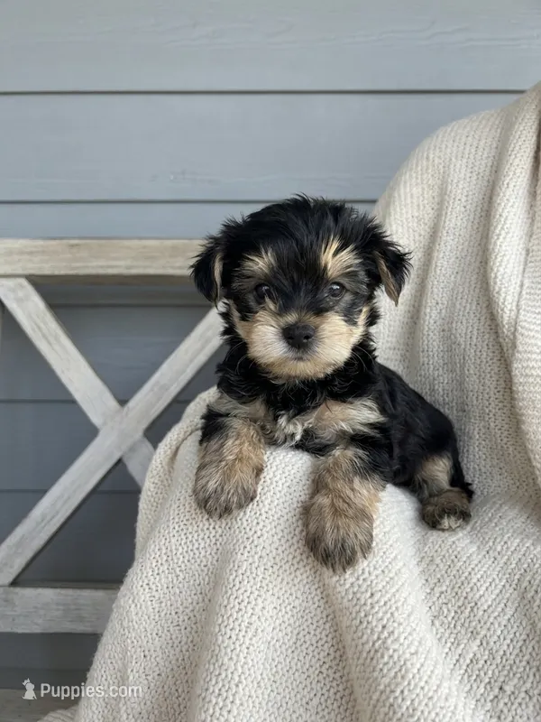 Yorkie boy  – Yorkshire Terrier puppy for sale in New Braunfels, TX