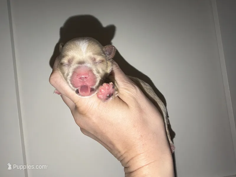 CKC Blonde Parti  – Yorkshire Terrier puppy for sale in New Braunfels, TX