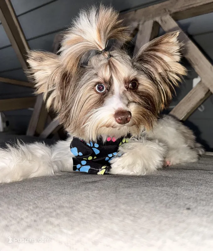 Rocket  – Yorkshire Terrier, Biewer puppy for sale in New Braunfels, TX