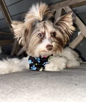 Rocket , a male Yorkshire Terrier and Biewer for sale in New Braunfels, TX – Photo 1 of 2