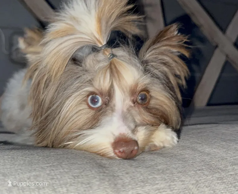 Chocoberry APRI Registered  – Yorkshire Terrier, Biewer puppy for sale in New Braunfels, TX