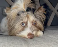 Rocket , a male Yorkshire Terrier and Biewer for sale in New Braunfels, TX – Photo 2 of 2