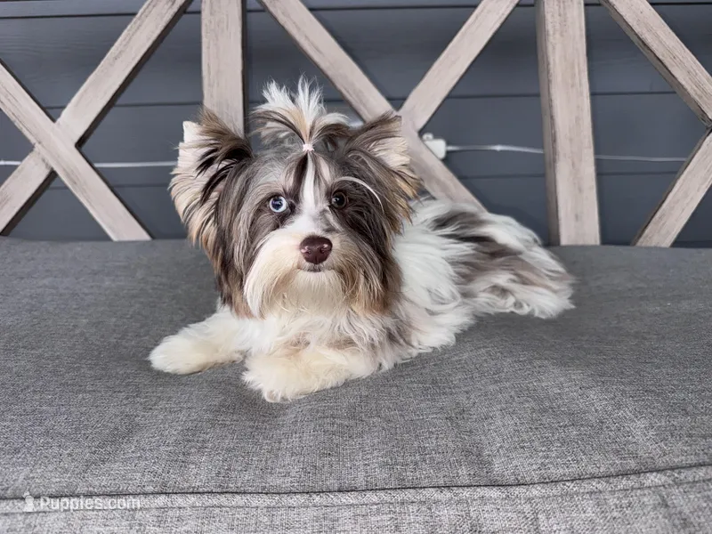 Rocket  – Yorkshire Terrier, Biewer puppy for sale in New Braunfels, TX