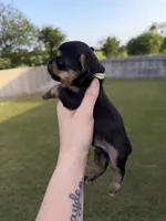 Charting 3.5-4p, a male Yorkshire Terrier for sale in New Braunfels, TX – 2 of 4