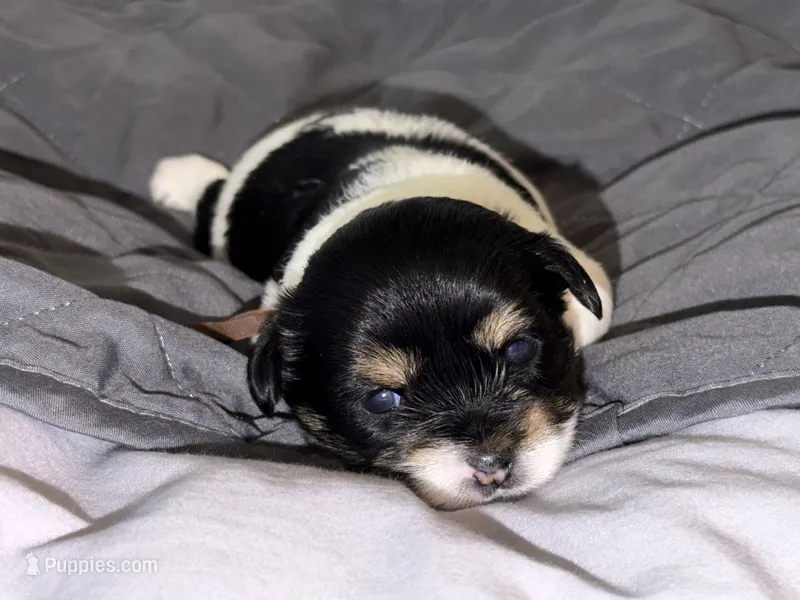 CKC REG Brown Collar Male  – Yorkshire Terrier puppy for sale in New Braunfels, TX
