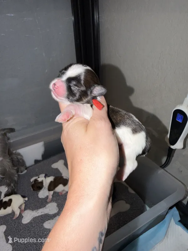 Brindle Parti male charting 5-5.5 pounds (RED COLLAR) – Yorkshire Terrier puppy for sale in New Braunfels, TX