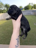Blue collar , a male Yorkshire Terrier for sale in New Braunfels, TX – 2 of 3