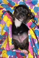 Registered traditional (brindle points and white on feet), a female Yorkshire Terrier for sale in New Braunfels, TX – Photo 3 of 4