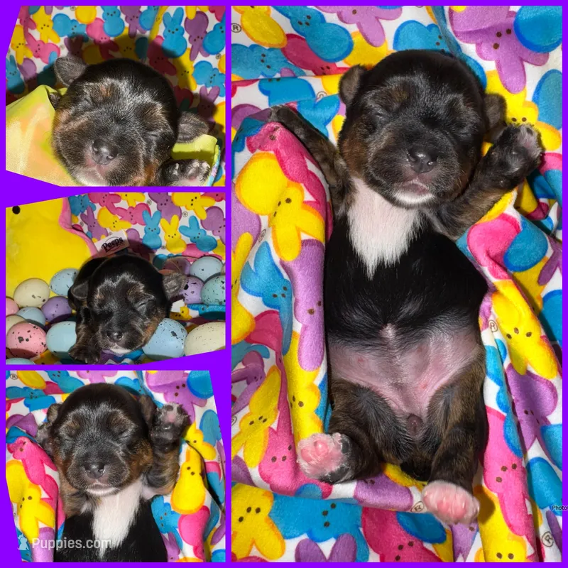 Registered traditional (has brindle and white on feet) – Yorkshire Terrier puppy for sale in New Braunfels, TX