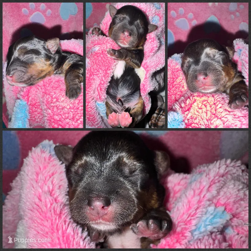 Registered traditional (has brindle and white on feet) – Yorkshire Terrier puppy for sale in New Braunfels, TX