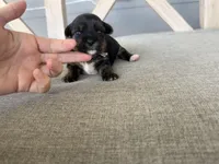 Registered Parti mom traditional dad, a female Yorkshire Terrier for sale in New Braunfels, TX – Photo 3 of 3