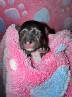 Registered traditional (has brindle and white on feet), a female Yorkshire Terrier for sale in New Braunfels, TX – Photo 3 of 3