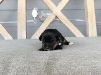 Registered Parti mom traditional dad, a female Yorkshire Terrier for sale in New Braunfels, TX – Photo 2 of 3