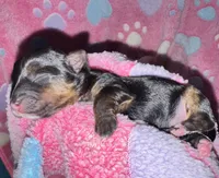 Registered traditional (has brindle and white on feet), a female Yorkshire Terrier for sale in New Braunfels, TX – Photo 2 of 3
