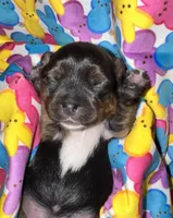 Registered traditional (brindle points and white on feet), a female Yorkshire Terrier for sale in New Braunfels, TX – Photo 4 of 4