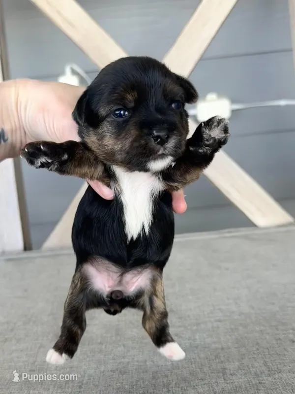 Registered Parti mom traditional dad – Yorkshire Terrier puppy for sale in New Braunfels, TX