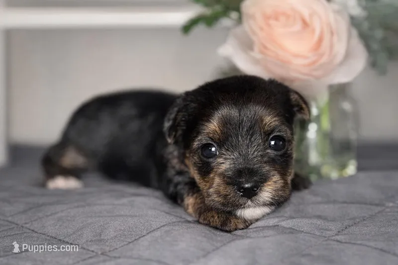 Registered Parti mom traditional dad – Yorkshire Terrier puppy for sale in New Braunfels, TX