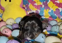 Registered traditional (brindle points and white on feet), a female Yorkshire Terrier for sale in New Braunfels, TX – Photo 2 of 4