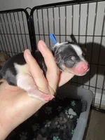Blue collar , a male Yorkshire Terrier for sale in New Braunfels, TX – 1 of 2